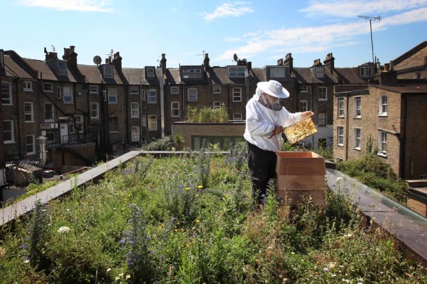 LONDON, ENGLAND - JUNE 29: Beekeeper and Chairman of The London Beekeepers Association John Chapple installs a new bee hive on an urban rooftop garden in Hackney on June 29, 2009 in London, England. The UK has an estimated 274,000 bee colonies producing an average of 6000 tonnes of honey per year. An estimated 44,000 beekeepers manage these hives with each one containing around 20,000 bees. It is estimated that honeybee numbers in the UK have fallen between ten and 15 per cent in the last two years. (Photo by Dan Kitwood/Getty Images)